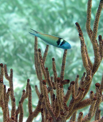 Bluehead wrasse